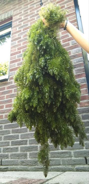 Hoornblad beschikbaar voor biedingen