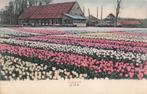 RX092 de Zilk Tulpenveld Noordwijk 1904, Verzamelen, Ansichtkaarten | Nederland, Verzenden, Voor 1920, Ongelopen, Zuid-Holland
