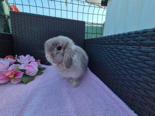 Super knappe Minilop voedster, Dieren en Toebehoren, Konijnen, Dwerg, Vrouwelijk, 0 tot 2 jaar, Hangoor