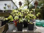 MOOIE HAAGBEUK PLANTJES, Tuin en Terras, Vaste plant, Lente, Overige soorten, Ophalen