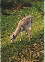 Kaart met jong van een Damhert, Verzenden, 1960 tot 1980, Gelopen, Overige soorten