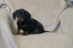 Korthaar dwerg Teckel pups black and tan, Dieren en Toebehoren, Honden | Teckels en Dashonden, Nederland, Reu, CDV (hondenziekte)