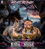 🔥pocket american bully pups tricolor het echte zware type, Overige rassen, 8 tot 15 weken, Meerdere, Meerdere dieren