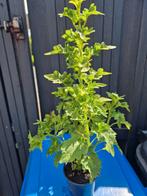 planten, Huis en Inrichting, Kamerplanten, Ophalen, Overige soorten, Minder dan 100 cm