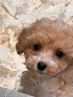 Beeldschone mini Doodle pups ( Maltipoo ) Abricot en crème, Poedel, Nederland, CDV (hondenziekte), 8 tot 15 weken