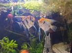 2 grote maanvissen, Dieren en Toebehoren, Vissen | Aquariumvissen, Vis, Zoetwatervis