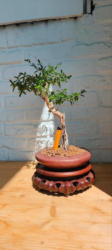 Bonsai foetida serissa  beschikbaar voor biedingen