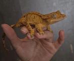 Crestedgecko, wimpergekko, Correlophus
ciliatus, Dieren en Toebehoren, Hagedis, Tam, 0 tot 2 jaar