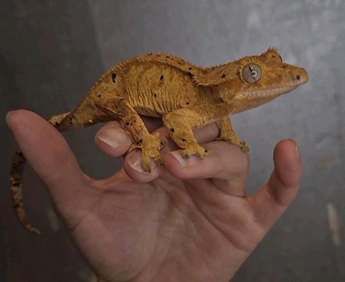 Crestedgecko, wimpergekko, Correlophus
ciliatus