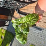 Syngonium moijoto, Huis en Inrichting, Kamerplanten, Ophalen, Overige soorten, Halfschaduw, In pot