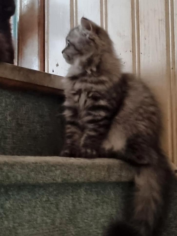 Prachtig Perzisch Tabby poesje zie foto's, Dieren en Toebehoren, Katten en Kittens | Raskatten | Langhaar, Poes