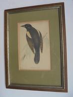 Litho  1860 Roodvleugelspreeuw (Red-winged Starling) (Bke-4, Antiek en Kunst, Ophalen