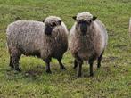 Shropshire jaarling ooien., Dieren en Toebehoren, Schapen, Geiten en Varkens, Schaap, Vrouwelijk