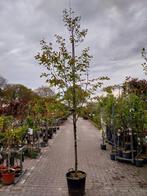 Krentenboom - amelanchier lamarckii, Tuin en Terras, Planten | Bomen, Ophalen of Verzenden