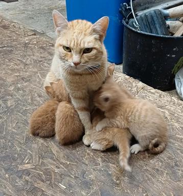 Nog 1 Rode Boerderijkittens, kittten, poes beschikbaar voor biedingen