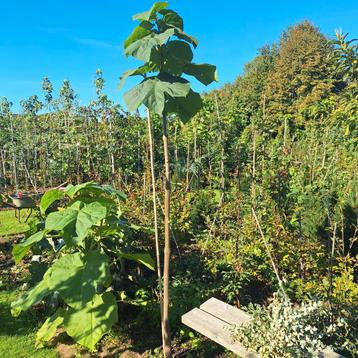 Paulownia tomentosa - Keizersboom in diverse maten beschikbaar voor biedingen