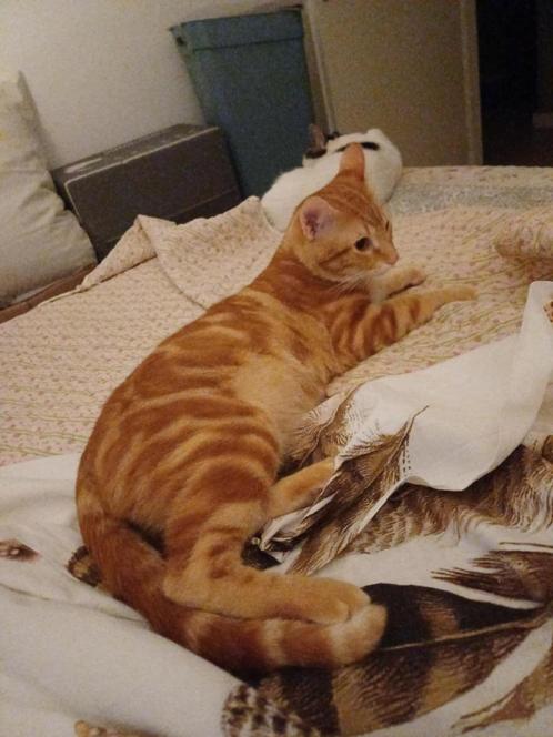 MJM Dogs Foundation: Punchi is in Nederland, Dieren en Toebehoren, Katten en Kittens | Overige Katten, Kortharig, Kater, 0 tot 2 jaar