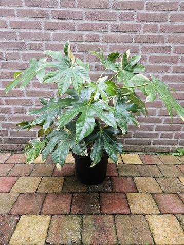 Fatsia japonica 'Variegata' - Bontbladige Vingerplant beschikbaar voor biedingen