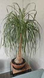 Olifantenpoot., Ophalen, 100 tot 150 cm, Palm, Halfschaduw