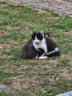BOERDERIJ KITTEN, Dieren en Toebehoren