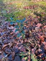 Hulst, Ophalen of Verzenden, Overige soorten, Minder dan 100 cm