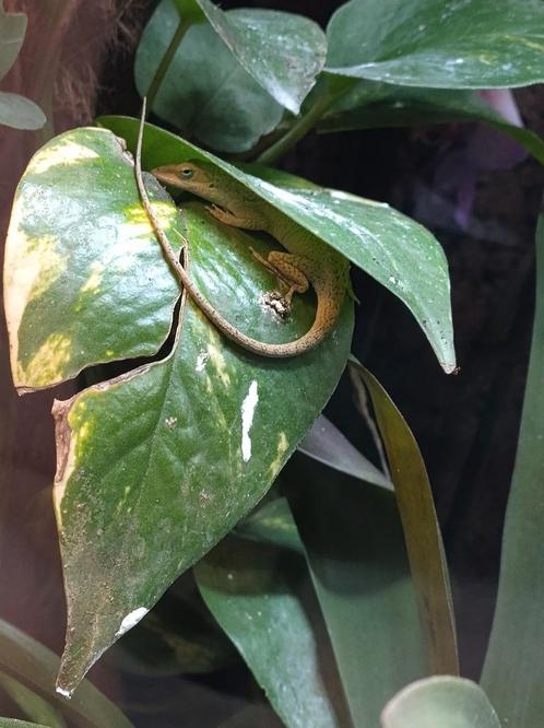 Groene Anolissen, Dieren en Toebehoren, Reptielen en Amfibieën, Hagedis, 0 tot 2 jaar