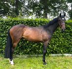 4 jarige spring merrie, Dieren en Toebehoren, Paarden, Merrie, 165 tot 170 cm, Springpaard, 3 tot 6 jaar