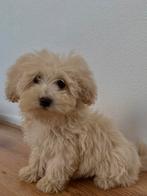 Maltipoo pup reutje, Dieren en Toebehoren, Honden | Chihuahua's en Gezelschapshonden, Particulier, Rabiës (hondsdolheid), 15 weken tot 1 jaar
