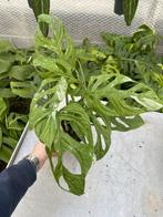 Monstera Indonasian Variegata, Ophalen of Verzenden, Halfschaduw, Minder dan 100 cm