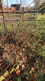 Kleine eikenboom, Tuin en Terras, Planten | Bomen, Ophalen of Verzenden, Volle zon, Overige soorten, 100 tot 250 cm