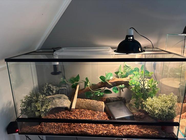Terrrarium 100x50x50 cm met ventilatiestrip dubbele fitting, Dieren en Toebehoren, Reptielen en Amfibieën | Toebehoren, Nieuw