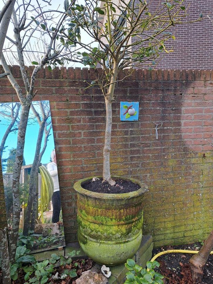 Heel grote bloempot voor tuin., Tuin en Terras, Planten | Bomen, Olijfboom, 100 tot 250 cm, Volle zon, Bloeit niet, Ophalen