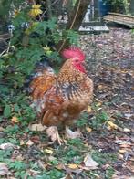 Jonge mooie haan, Dieren en Toebehoren, Pluimvee, Mannelijk, Kip