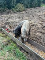 bieden redelijk tamme op varkens, Dieren en Toebehoren, Schapen, Geiten en Varkens, Geit