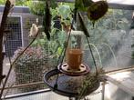 Putters, Dieren en Toebehoren, Meerdere dieren, Wildzangvogel, Geringd