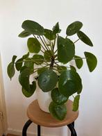 Pannenkoekplant, Huis en Inrichting, Kamerplanten, Overige soorten, In pot, Minder dan 100 cm, Groene kamerplant