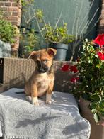 Australian Shepherd X herder pups mogen verhuizen, Dieren en Toebehoren, Honden | Herdershonden en Veedrijvers, Overige rassen