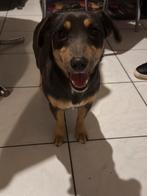 Prachtige Jack Russell teefje 1 jaar, België, Particulier, Rabiës (hondsdolheid), Teef