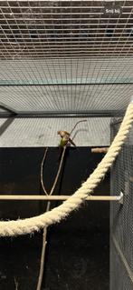 pyrrhura molinae pineapple, Dieren en Toebehoren, Meerdere dieren, Parkiet