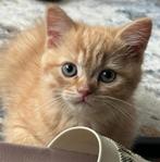 Britse korthaar x Perzische kitten, Dieren en Toebehoren, Katten en Kittens | Raskatten | Korthaar, Kater