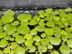 Aquarium drijf plant voor natuurlijk effect., Overige typen