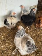 Wyandotte kriel toom, Meerdere dieren, Kip