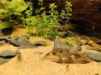 Mini japonica garnalen, Dieren en Toebehoren, Vissen | Aquariumvissen