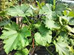 Courgette planten, Tuin en Terras, Planten | Tuinplanten, Ophalen, Volle zon, Groenteplanten, Eenjarig