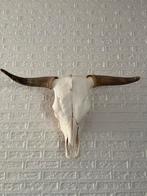 Schedel Schotse Hooglander, Ophalen of Verzenden, Zo goed als nieuw, Wild dier, Schedel