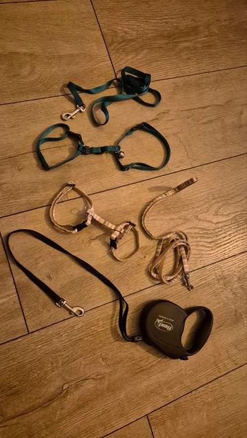 Kattentuigjes beschikbaar voor biedingen