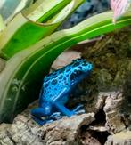 Gifkikkers Nakweek Azureus 0.0.1, Dieren en Toebehoren, Reptielen en Amfibieën, Amfibie