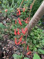 Kaapse Fuchsia zaden - laatste zakje, Ophalen of Verzenden, Voorjaar, Halfschaduw, Zaad