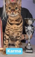 2 Dekkaters bengaal ; sepia charcoal & black tabby, Dieren en Toebehoren