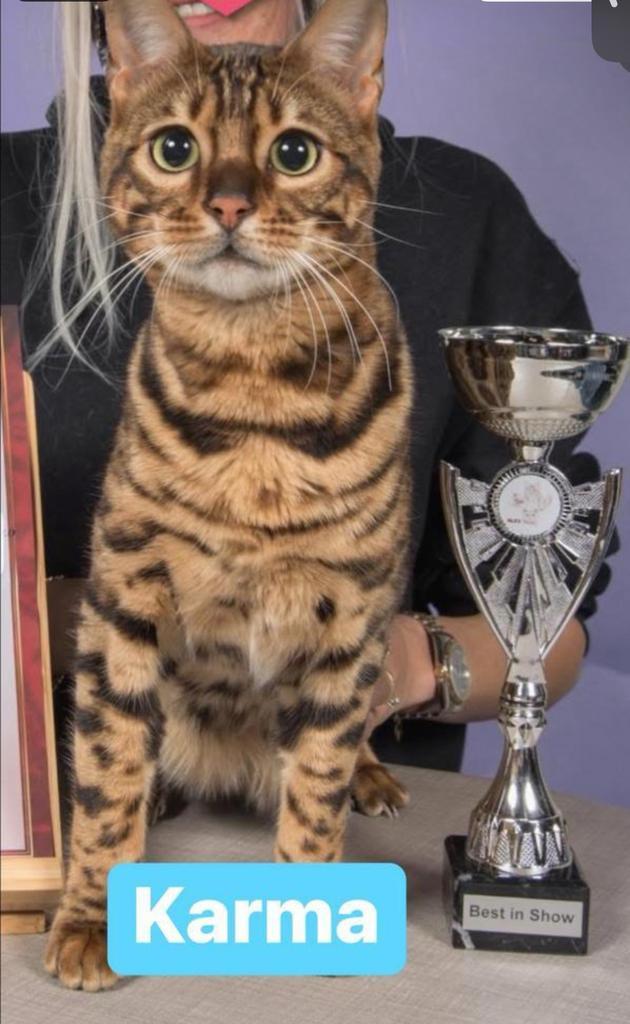 2 Dekkaters bengaal ; sepia charcoal & black tabby, Dieren en Toebehoren, Katten en Kittens | Dekkaters